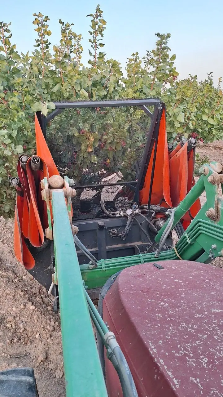 Cabezal vibrador con el paraguas abierto alrededor de un pistachero.